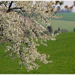 Frühling im Weinviertel