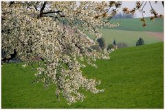 Frühling im Weinviertel