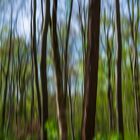 Frühling im Weitmarer Holz