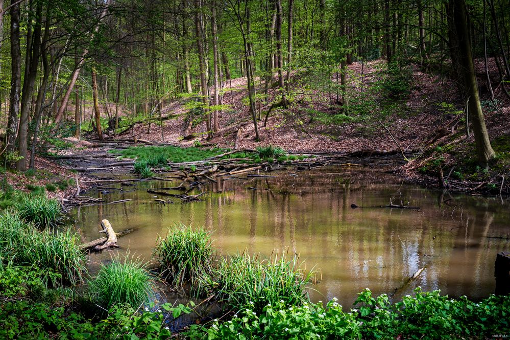 Frühling im Weitmarer Holz