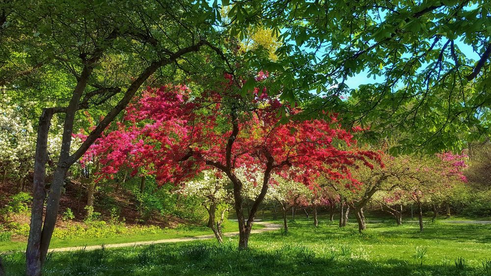 Frühling im Westpark München