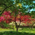 Frühling im Westpark München