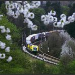 Frühling im Wienerwald III