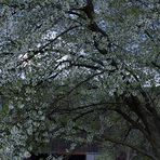 Frühling im Wienerwald IV