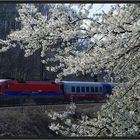 Frühling im Wienerwald V