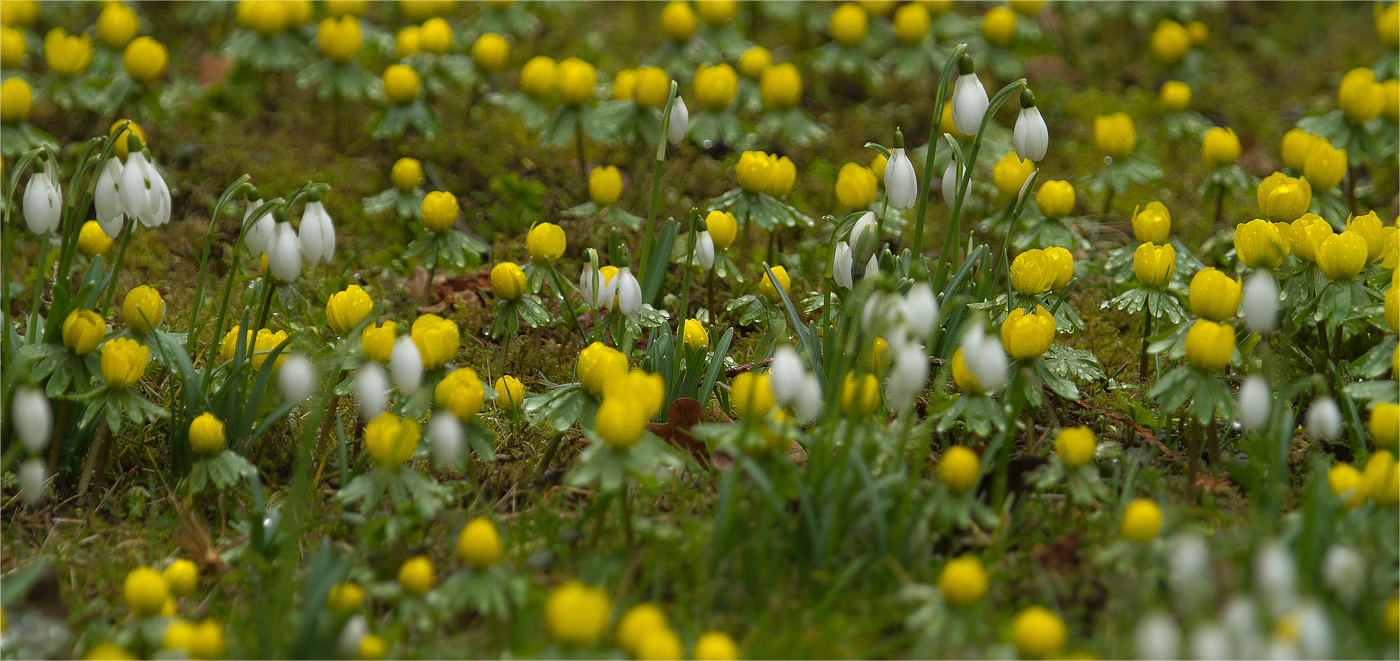 Frühling im Winter