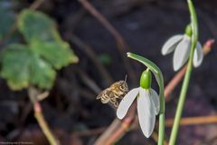  Frühling im Winter