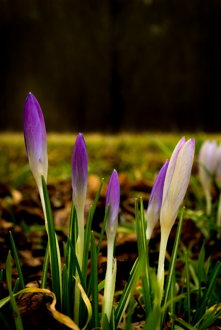 frühling im winter