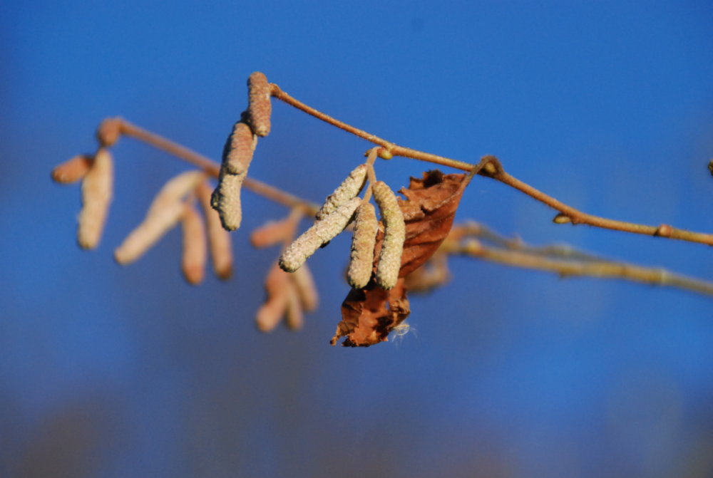 Frühling im Winter