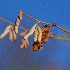 Frühling im Winter