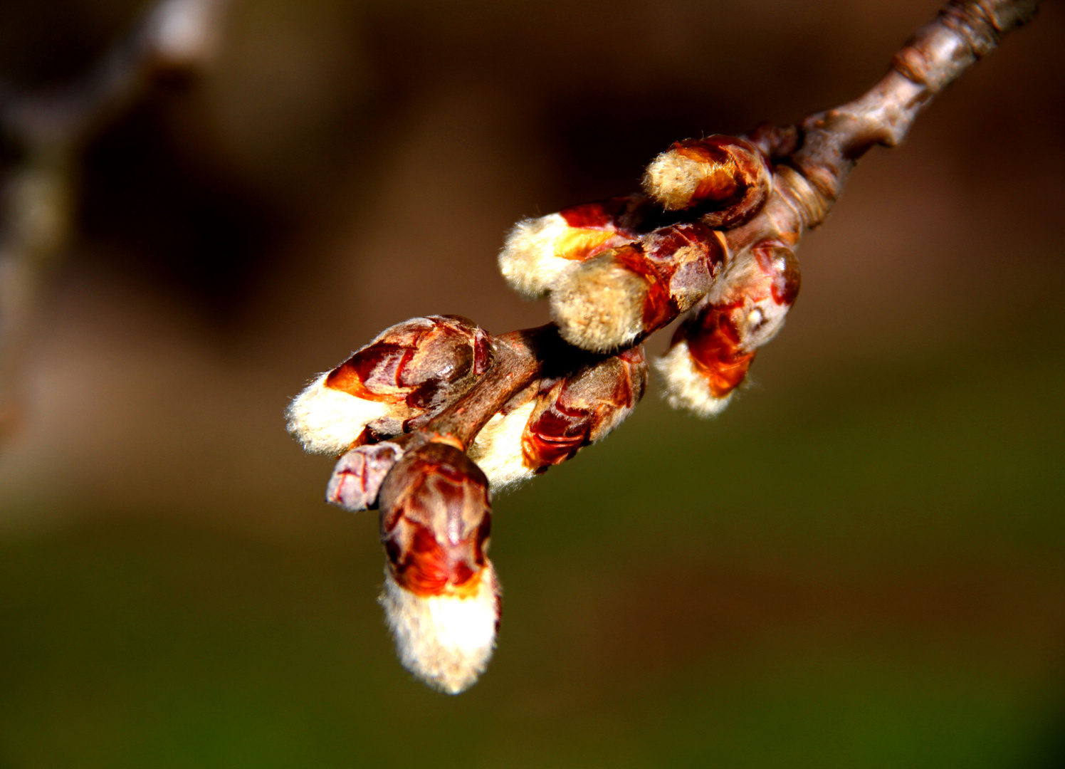 Frühling im Winter