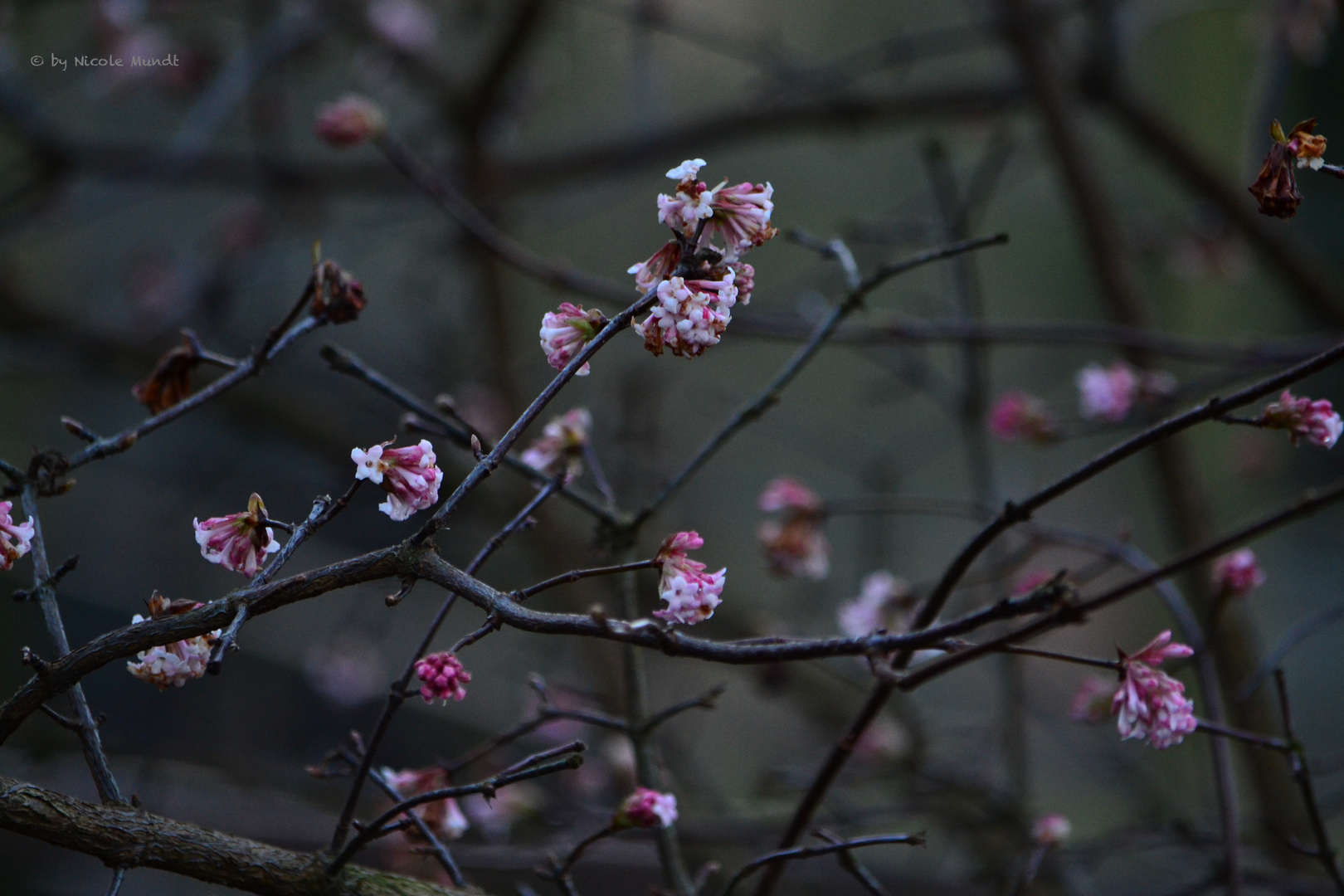 Frühling im Winter