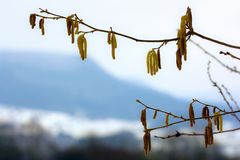 Frühling im Winter.