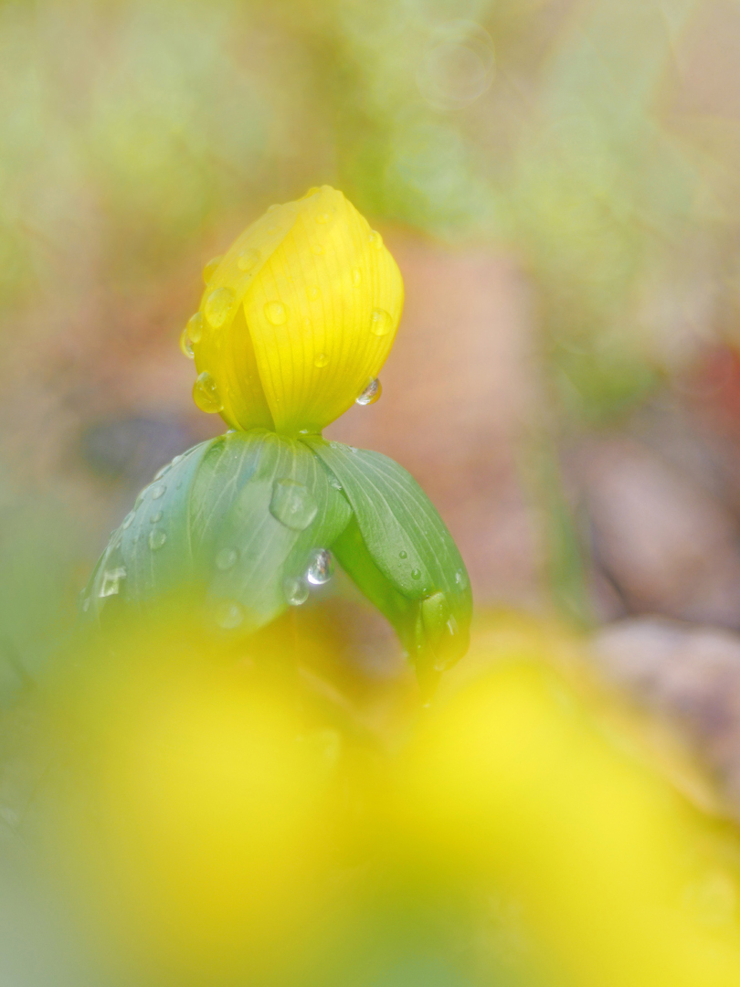 Frühling im Winter