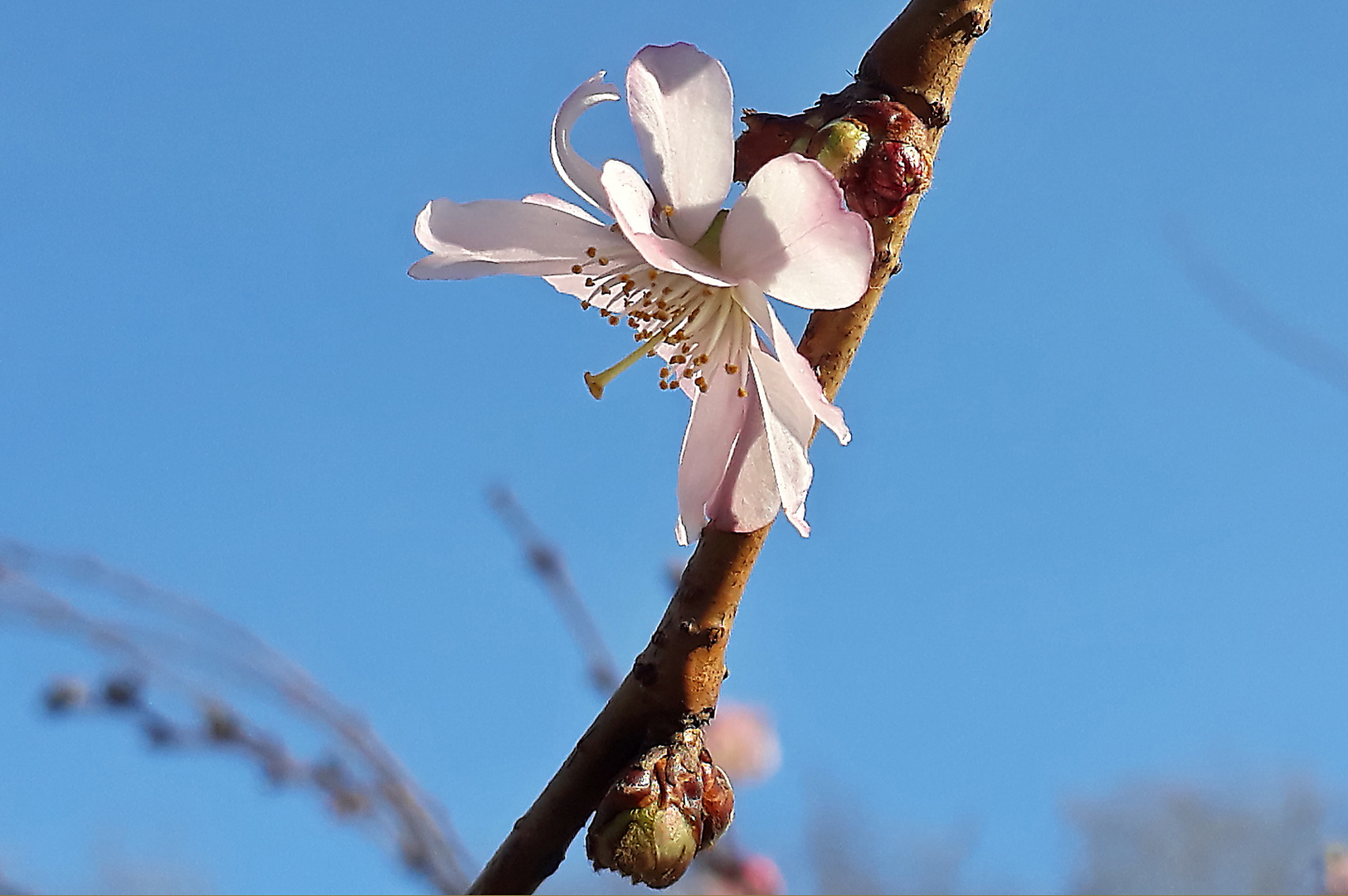 Frühling im Winter