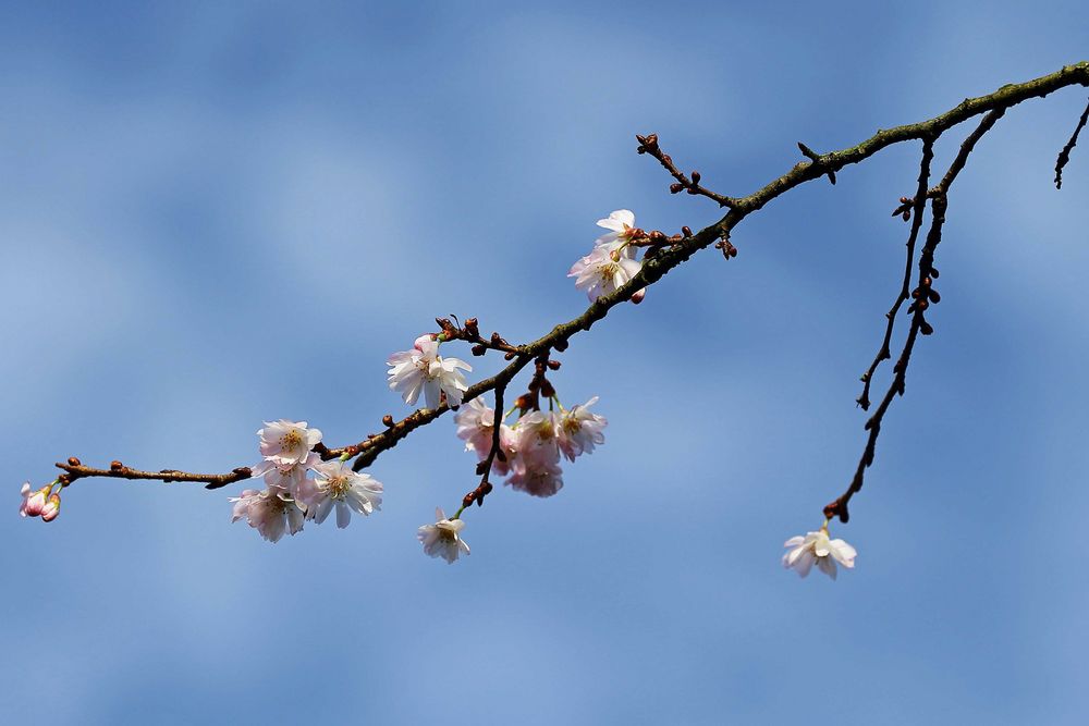 Frühling im Winter