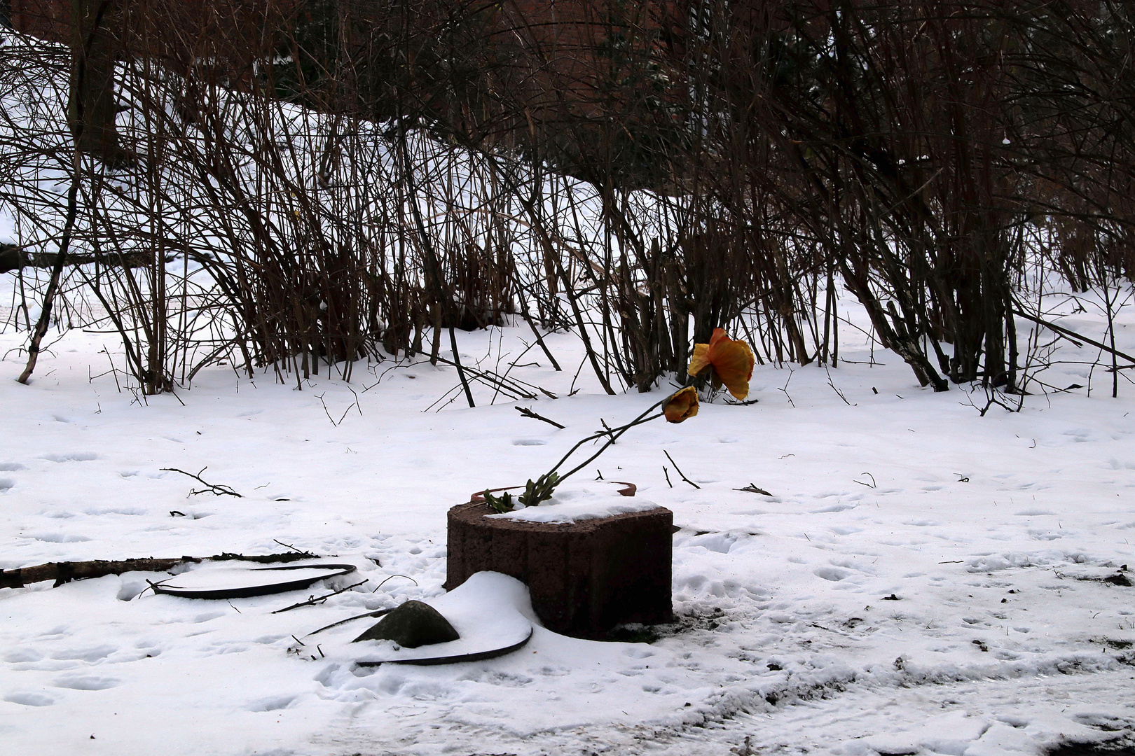 Frühling im Winter