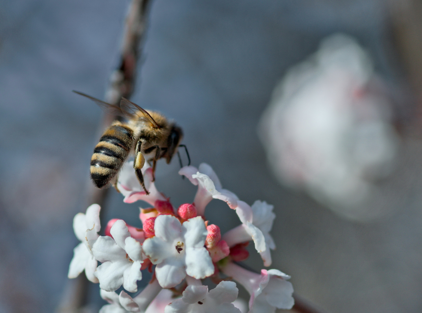 Frühling im Winter - Ist das unser künftiges Weihnachtswetter?