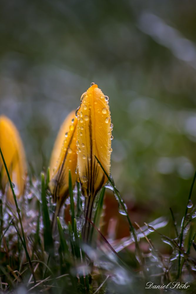 Frühling im Wintereis