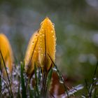 Frühling im Wintereis