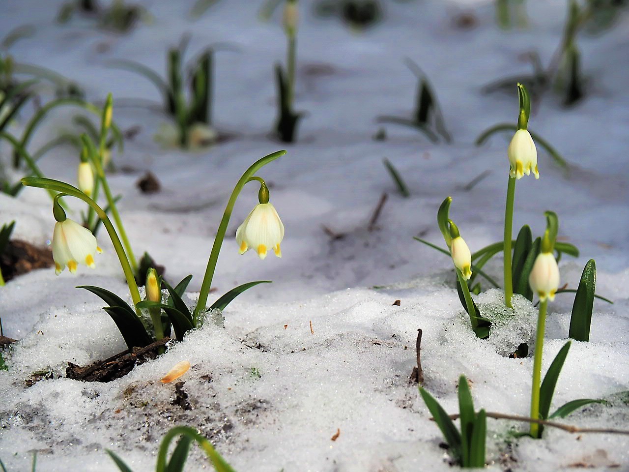 Frühling im Winterkampf