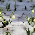 Frühling im Winterkampf