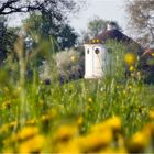 Frühling im Wörlitzer Park