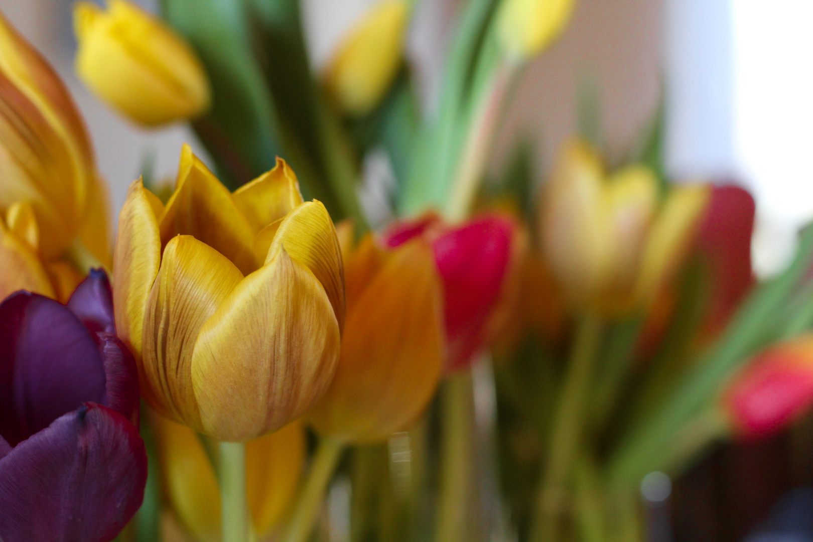 Frühling im Wohnzimmer 