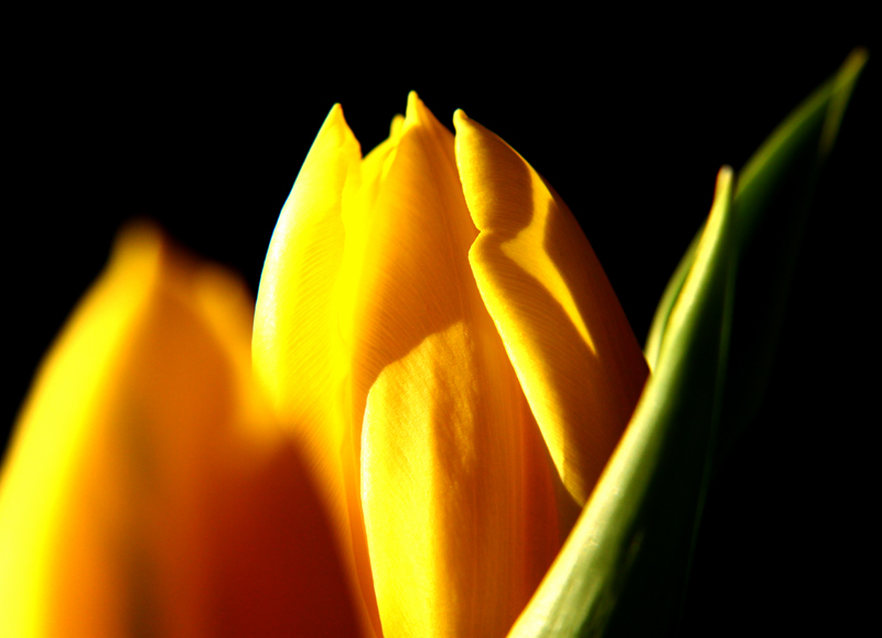 Frühling im Wohnzimmer...