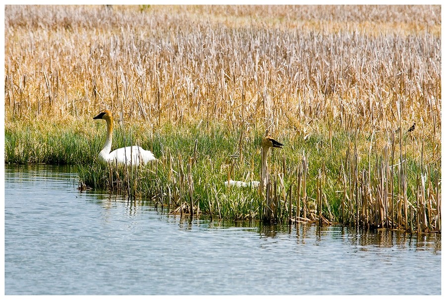 Frühling im Yellowstone, oder ...