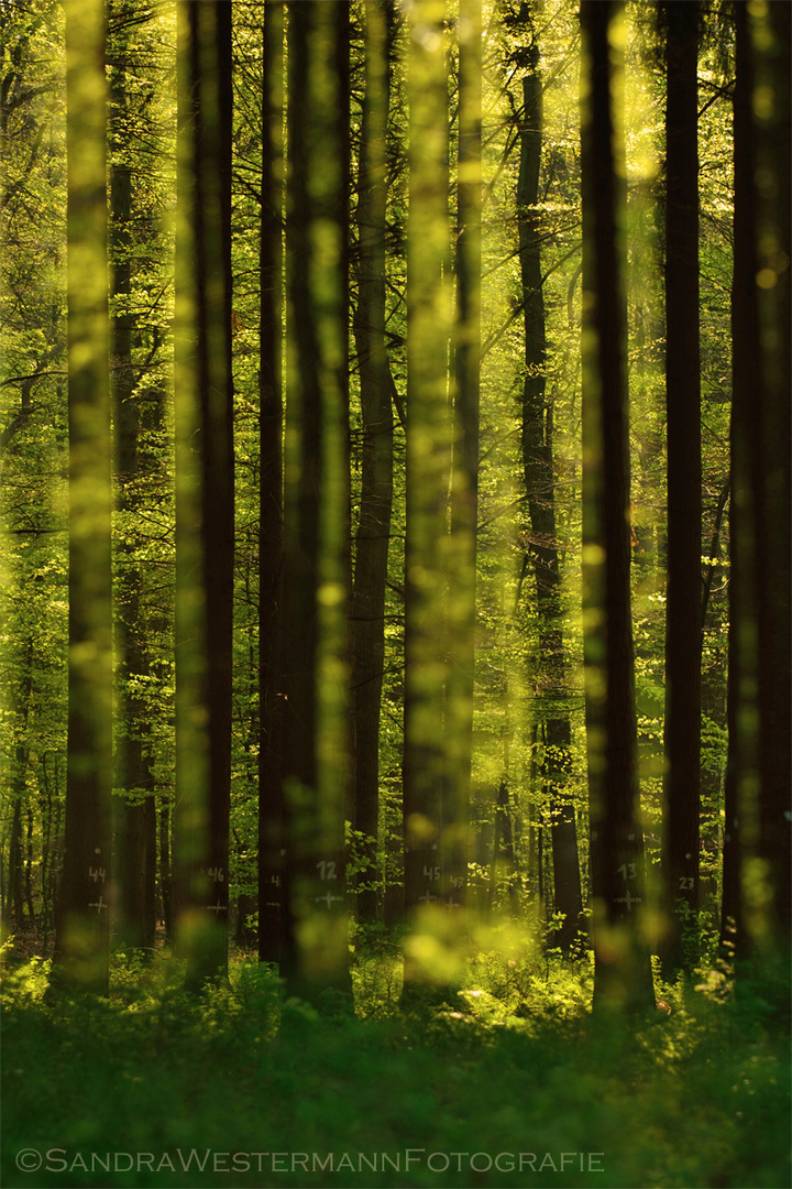 Frühling im Zauberwald