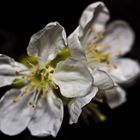 Frühling im Zimmer