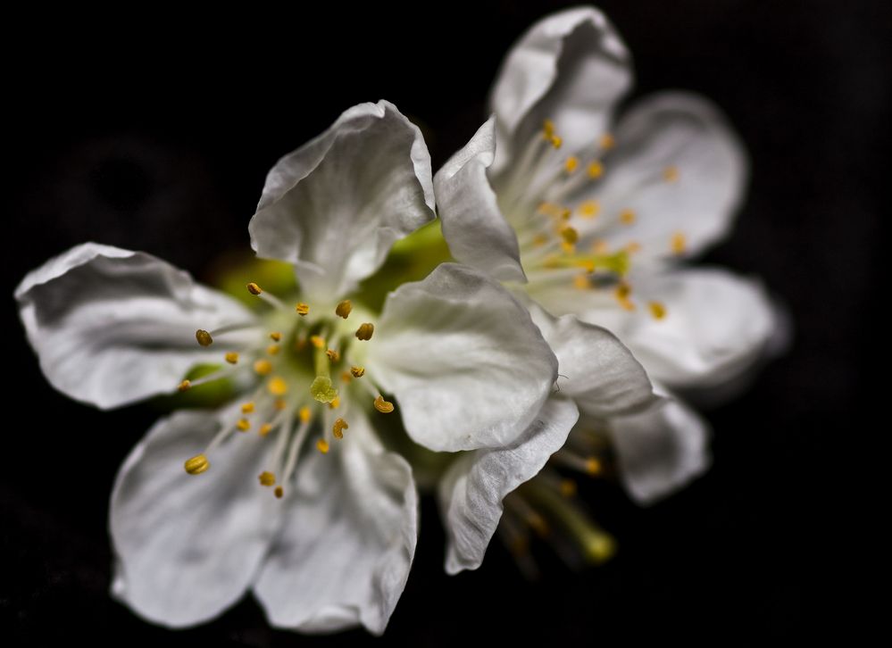 Frühling im Zimmer