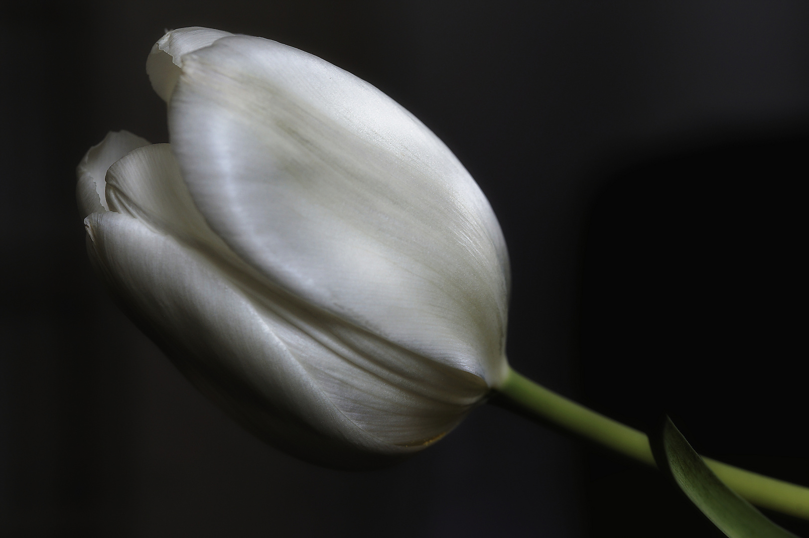 Frühling im Zimmer