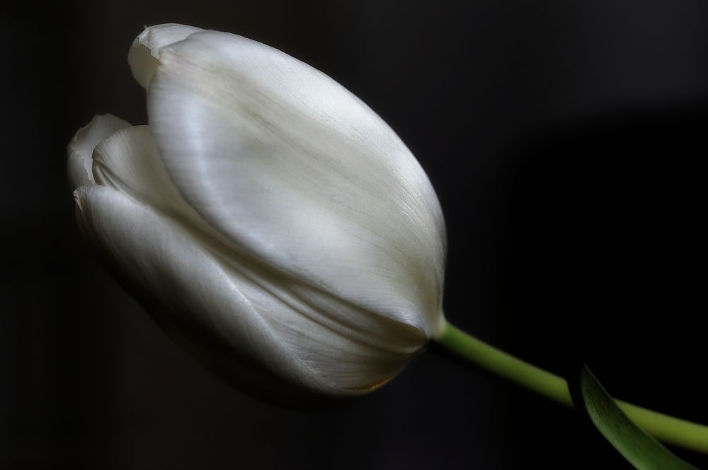 Frühling im Zimmer