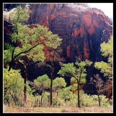 Frühling im Zion NP