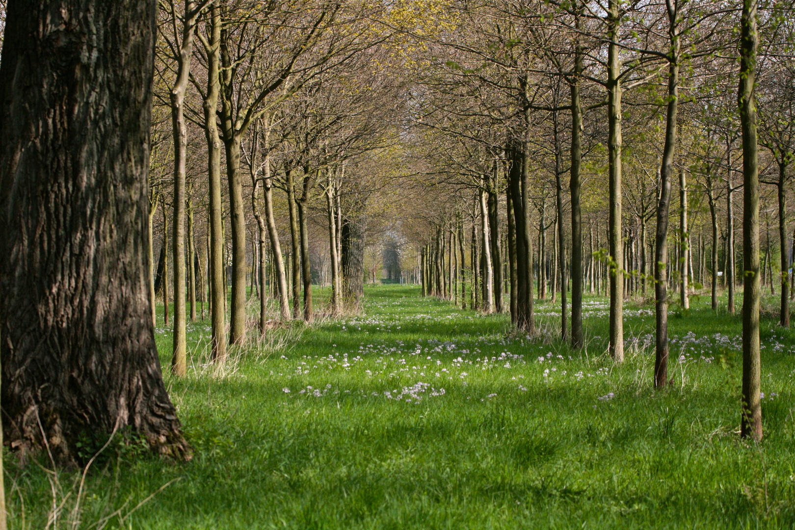 Frühling im Zonser Grind