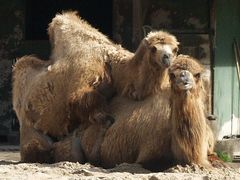 Frühling im Zoo...