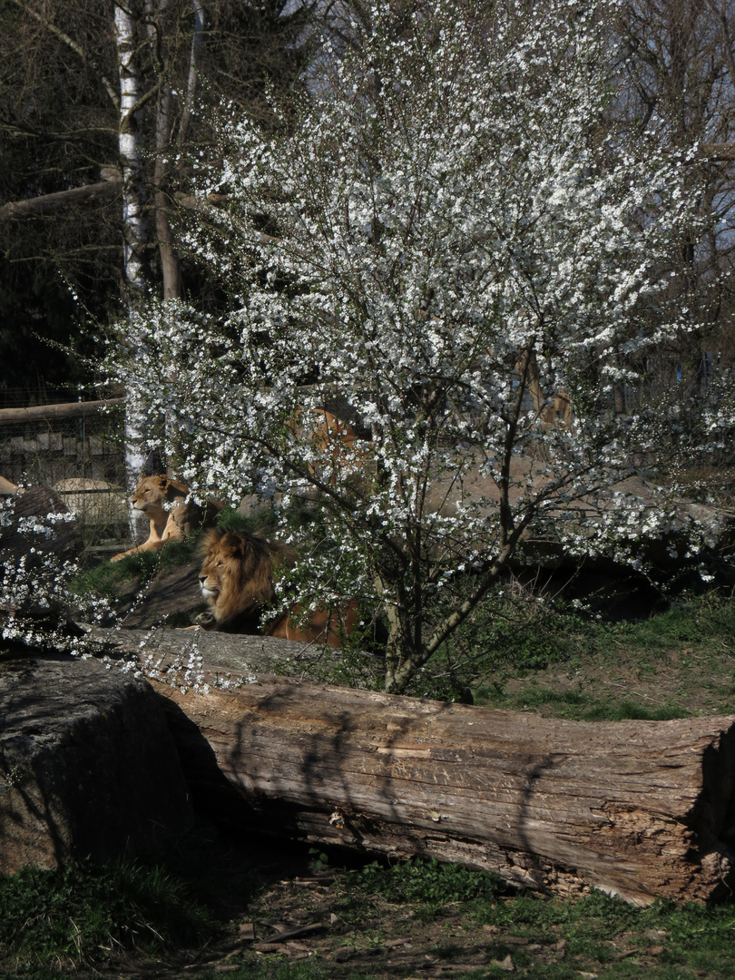 Frühling im Zoo