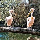 Frühling im Zoo Basel