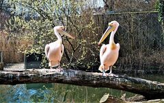 Frühling im Zoo Basel