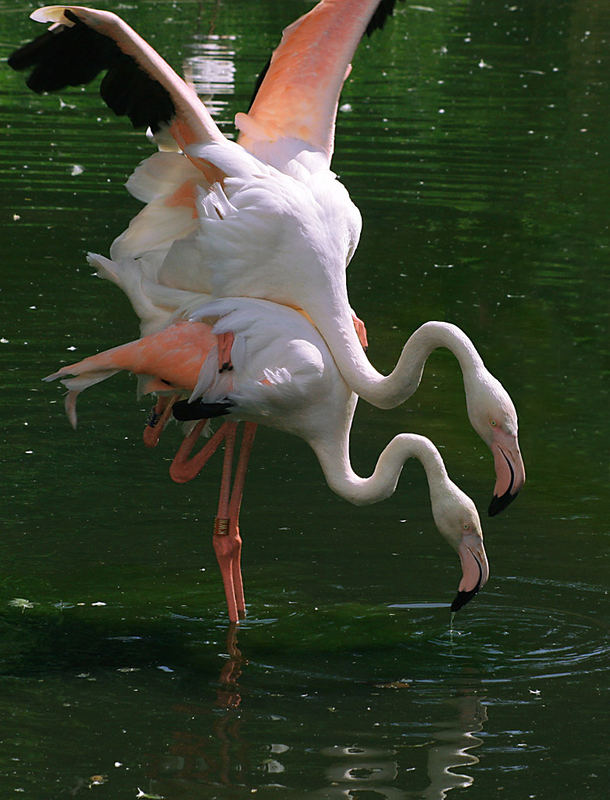 Frühling im Zoo Schönbrunn