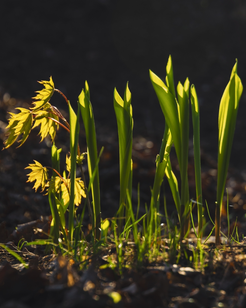 Frühling impression (1)