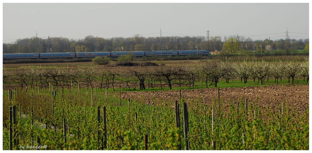 Frühling in Affental