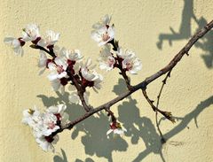 Frühling in Aistersheim