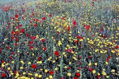 Frühling in Andalusien