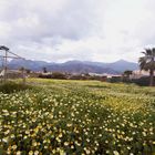 Frühling in Andalusien