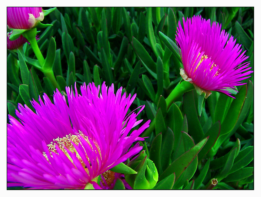 Frühling in Andalusien