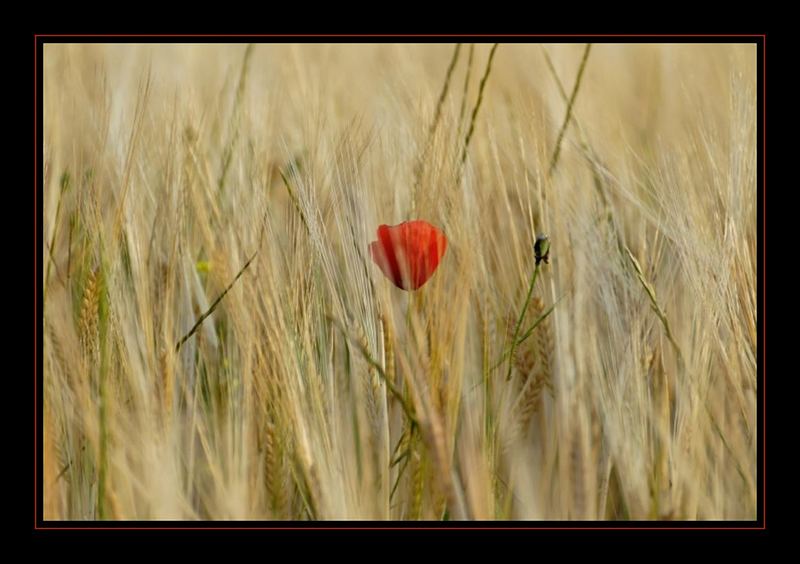 Frühling in Andalusien