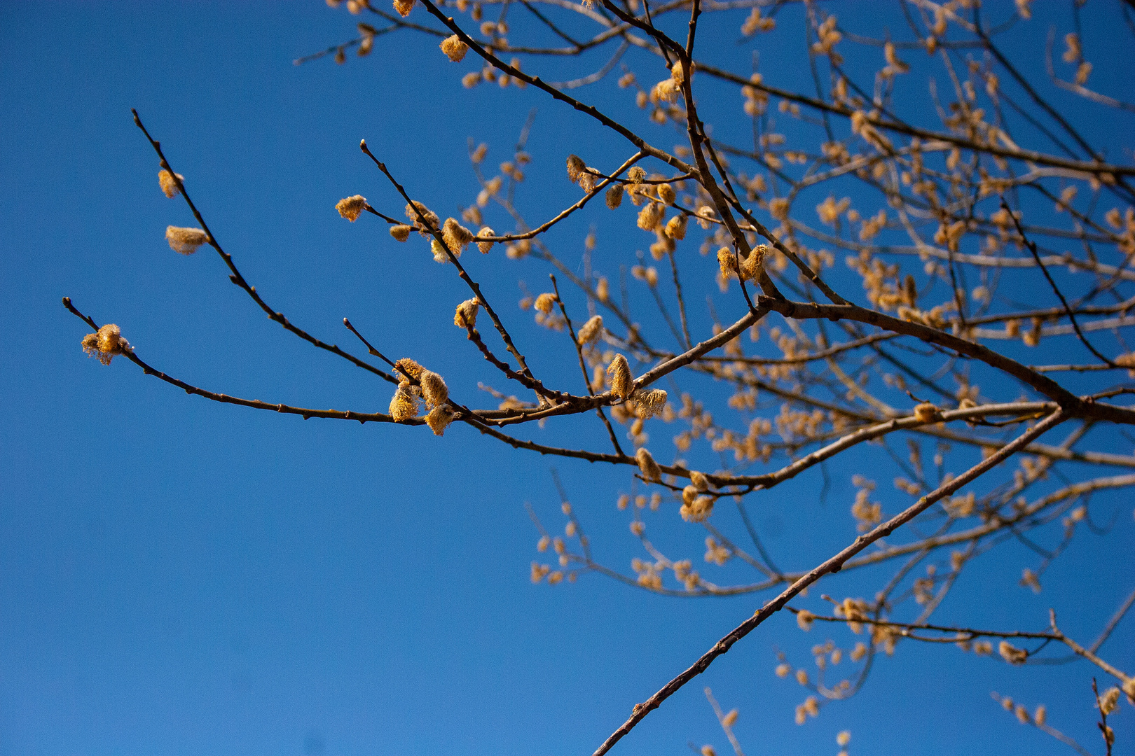 Frühling in Ansbach